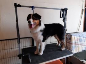 Preeminent Line Lea, Aussie Hündin Black/tri mit NBT