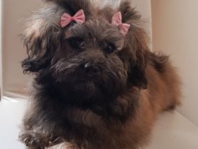 von den Bergwerkszwergen