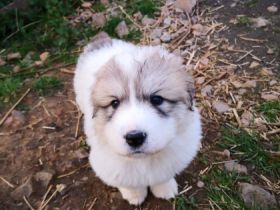 Aus dem Erstwurf unserer Junghündin sind 2 Hündinnen