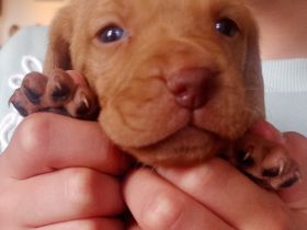 Unsere Ella hat am 03.04.2022 acht zuckersüße Damen (!)