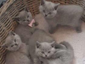 Mitte Februar sind unsere bezaubernden, reinrassigen