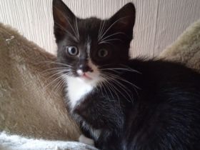 Hallo,wir haben 2 Jungen schwarz-weiß Kitten,sie