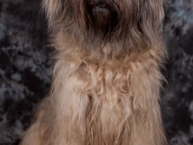 Der Cao da Serra de Aires ist ein intellegenter