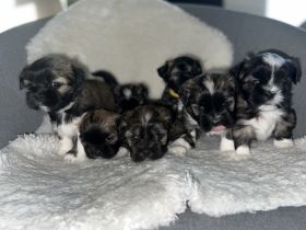 Unsere Hündin hat am 29.3.2022 7 zuckersüße und