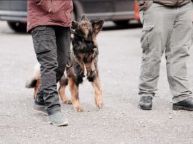 Bunte Hunde Training & Verhaltenstherapie