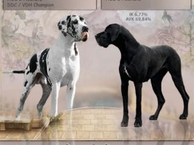 Ich besitze seit 22 Jahren Deutsche Doggen und züchte