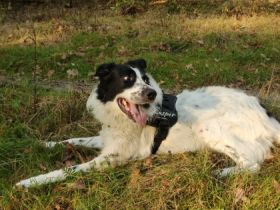 Casper ist ein 2-jähriger Border Collie Mix Er ist