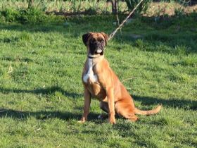 HERA del Ponte Bianco Welpen von überlegener Herkunft.