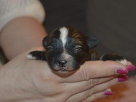 Da es sich um Bicon Rassen handelt : haaren nicht, kein