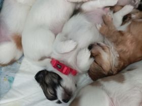 Wir verkaufen privat Chihuahua Welpen die geimpft,