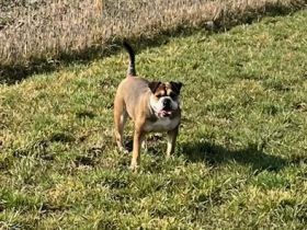 Familien und Liebhaberzucht von Continental Bulldogs