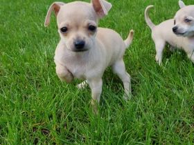 Am 10.03.2022 unsere Chihuahua ( Kurzhaar) Dunja hat