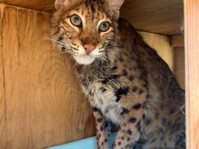 Female Bengal kitten available. She's a cute girl with