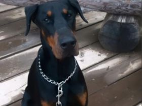 Wir verkaufen schweren Herzens unseren Dobermann Rüden 