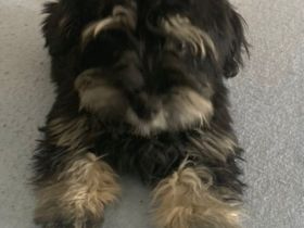 Leider müssen wir den kleinen Strolch wieder hergeben.