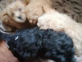 Cockapoo Welpe 7 Welpen mit den Farbschlaegen 3 mal