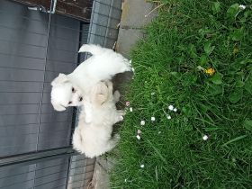 Super süße Malteser - Spitz Welpen bald in gute Hände