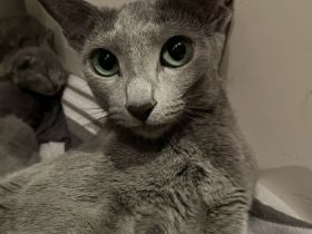 Unsere Sommerbabys 2023 suchen ihre Familien* Russisch Blau* seriöse Zucht*