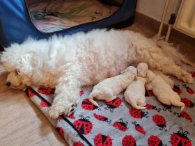 Wir sind eine Hobbzucht, die an dem Verein IHV e.V.