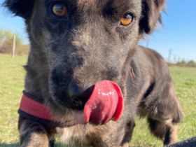 Abby, Geschlecht: Hündin Rasse: Dackel-Mix Geb: ca.