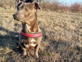 Lili, Geschlecht: Hündin Rasse: Dackel Geb: 11.07.2020