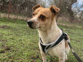 Csipe, Geschlecht: Hündin Rasse: Mischling Geb: 14.11