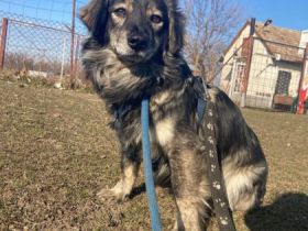 Maggie, Geschlecht: Hündin Rasse: Dackel-Mix Geb: 04.03