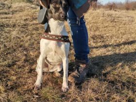 Molly1, Geschlecht: Hündin Rasse: Mischling Geb: 24.12