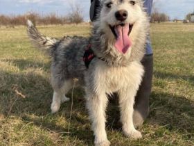 Alice, Geschlecht: Hündin Rasse: Mischling Geb: 19.12