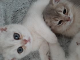 3 süsse BkH Kitten suchen tolle Besitzern. 2 Mädchen