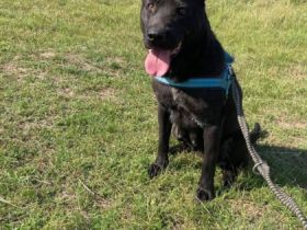 Trixie, Geschlecht: Hündin Rasse: Shar-Pai Mischling