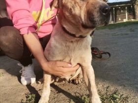 Faith, Geschlecht: Hündin Rasse: Mischling Geb: 02.02