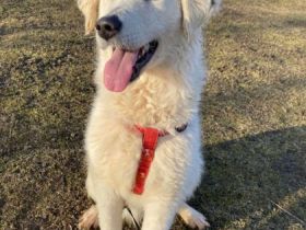 Dakota, Geschlecht: Hündin Rasse: Kuvasz Mix Geb: 27.08