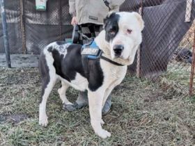 Mona, Geschlecht: Hündin Rasse: Mischling Geb: 01.04