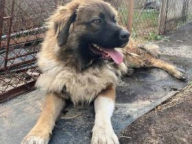 Kira, Geschlecht: Hündin Rasse: Mischling Geb: 16.06