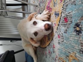 Hedwig ist eine 1 jährige typische Junghündin, die sehr