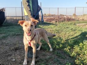 Szofi, Geschlecht : Hündin Rasse: Mischling Geb: 20.04