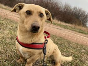 Zsömi, Geschlecht: Rüde Rasse: Mischling Geb: ca. 2019