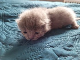 Ist unsere 3x wurf ,erste mal hatten wir 7x Kätzchen,