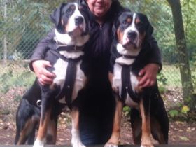 Wir haben Welpen. Bei Abgabe entwurmt, geimpft und mit