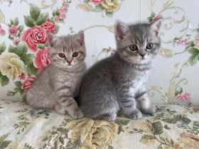 Unsere Katze  zwei gesunden kitten katerchen zu welt