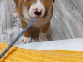 Verkaufe zwei wunderschöne Welpen, die Am 23.02.2022