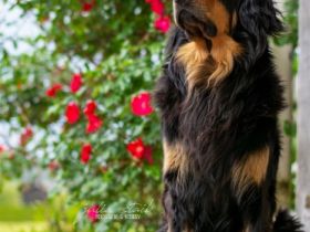 Hovawart from Honeycreek