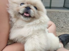 reinrassiger pekinesischer männlicher Welpe. Er nahm