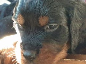Am 17.04.2022 brachte unsere Gordonsetter Hündin Amy 10