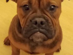 Auf diesem Weg sucht dieses süße Old Englisch Bulldogg