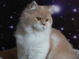 Ossborn of pink cloud, Unser Osborn ist noch auf der