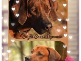 Cayla's Red Lion Hunters