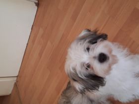 Malteser Welpen, Hallo 2 suße Malteser Männlich ,22