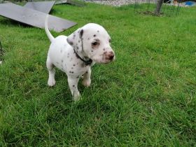 1Ruede und 1 Huendin braun weiss suchen noch ein